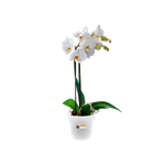 green basics orchidee 13cm transparent